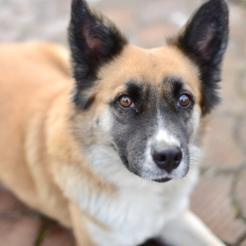 Собаки в добрые руки - Николь