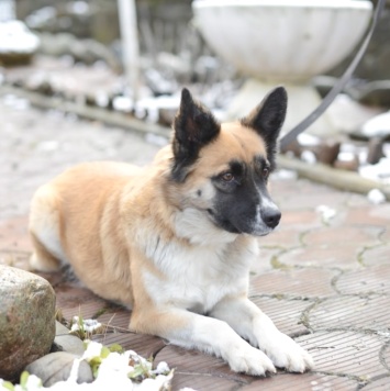 Собаки в добрые руки - Николь - 1