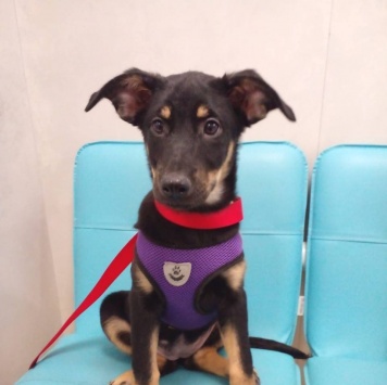 Кейти - Собаки в добрые руки