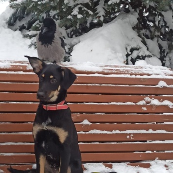 Кейти - Собаки в добрые руки