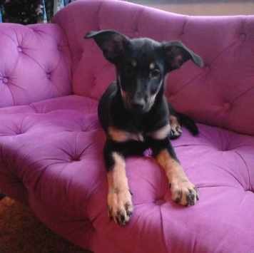 Собаки в добрые руки - Кейти - 1