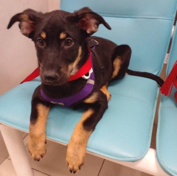 Собаки в добрые руки - Кейти - 3