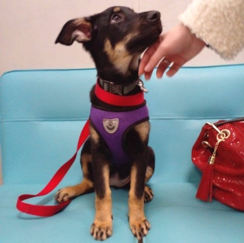 Собаки в добрые руки - Кейти - 4