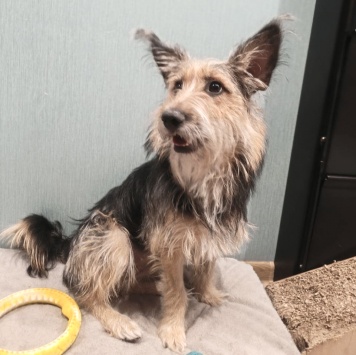 Тася - Собаки в добрые руки