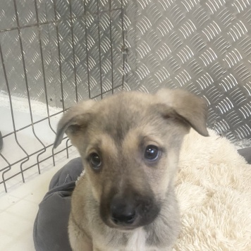 Герда - Собаки в добрые руки