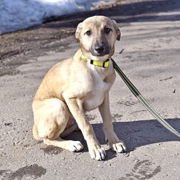 Герда - Собаки в добрые руки