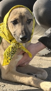 Герда - Собаки в добрые руки