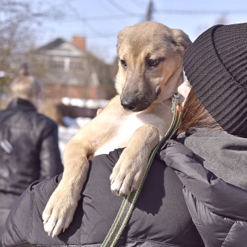 Собаки в добрые руки - Герда - 1