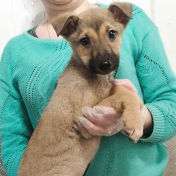 Собаки в добрые руки - Герда - 1