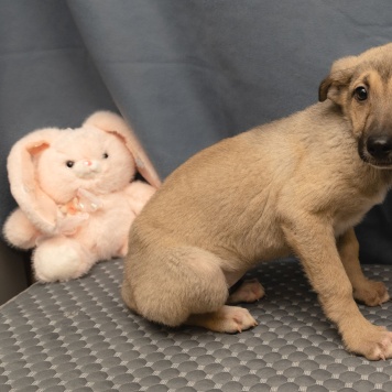 Собаки в добрые руки - Герда - 3