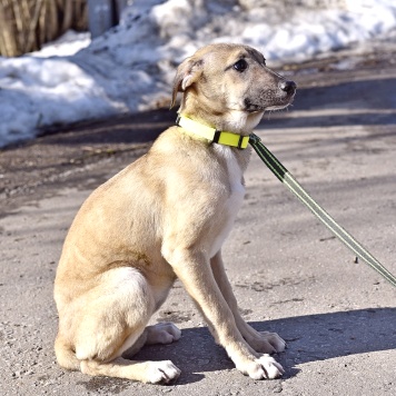 Собаки в добрые руки - Герда - 3