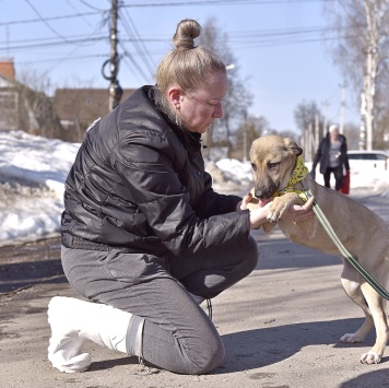 Собаки в добрые руки - Герда - 2