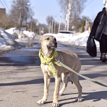 Собаки в добрые руки - Герда - 4