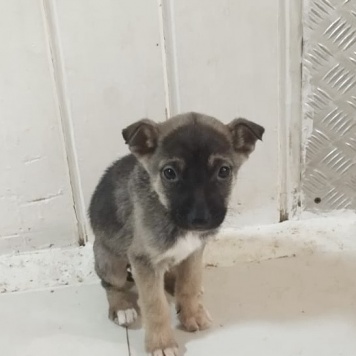 Тоша - Собаки в добрые руки