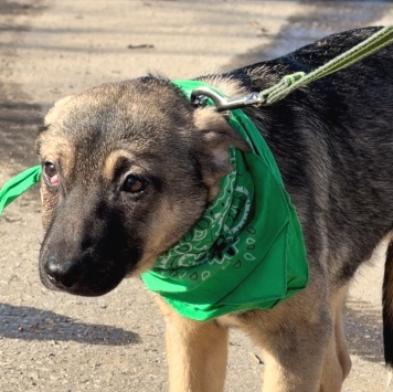 Тоша - Собаки в добрые руки