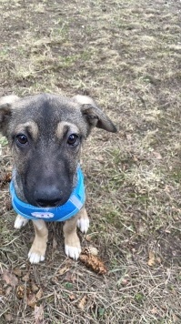 Собаки в добрые руки - Тоша