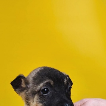 Собаки в добрые руки - Тоша - 1