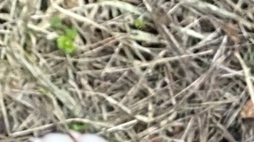 Собаки в добрые руки - Тоша - 1