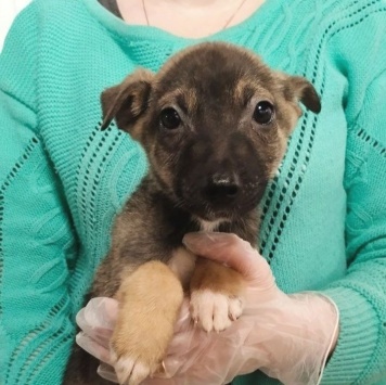 Собаки в добрые руки - Тоша - 2