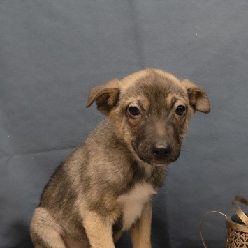 Собаки в добрые руки - Тоша - 2