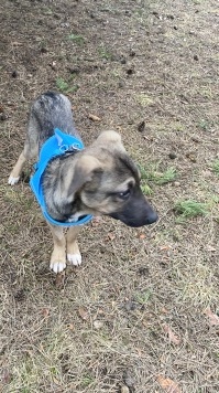 Собаки в добрые руки - Тоша - 2