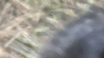 Собаки в добрые руки - Тоша - 3