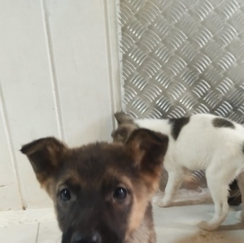 Собаки в добрые руки - Тоша - 4