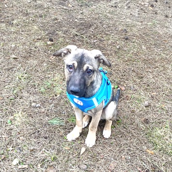 Собаки в добрые руки - Тоша - 4