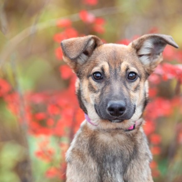 Собаки в добрые руки - Шанель - 1