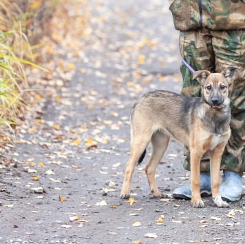 Собаки в добрые руки - Шанель - 2