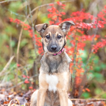 Собаки в добрые руки - Шанель - 3