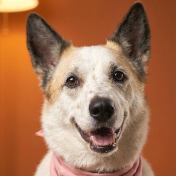 Собаки в добрые руки - Берта