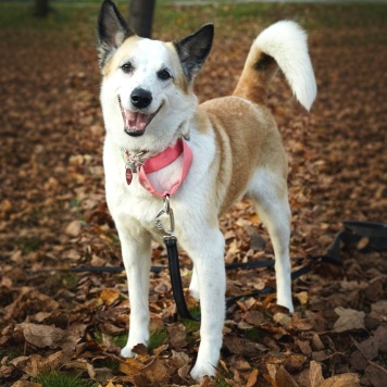 Собаки в добрые руки - Берта - 2