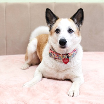 Собаки в добрые руки - Берта - 4