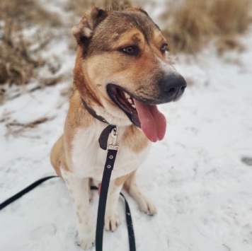 Собаки в добрые руки - Гоша