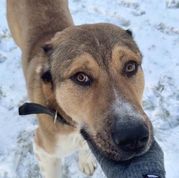 Собаки в добрые руки - Гоша - 1