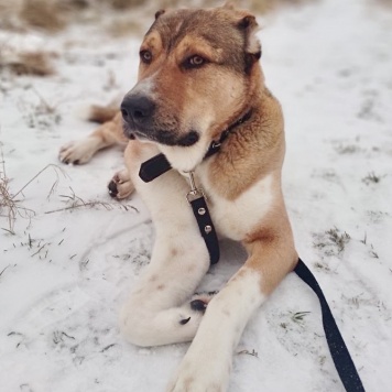Собаки в добрые руки - Гоша - 2