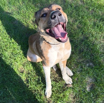 Собаки в добрые руки - Гоша - 3