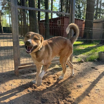 Собаки в добрые руки - Гоша - 4