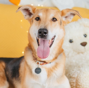 Собаки в добрые руки - Лион