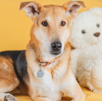 Лион - Собаки в добрые руки