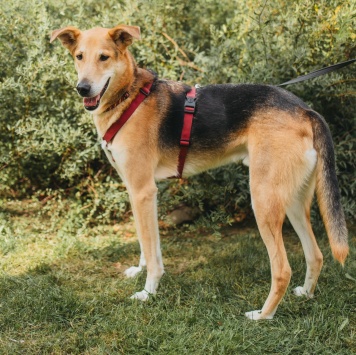 Собаки в добрые руки - Лион - 1