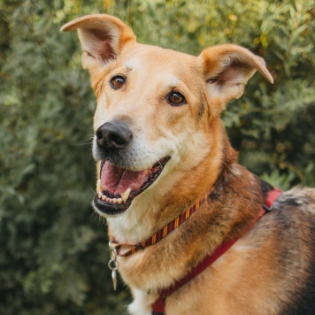 Собаки в добрые руки - Лион - 2