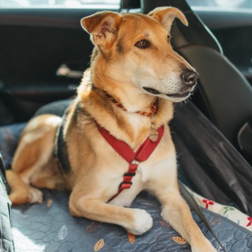 Собаки в добрые руки - Лион - 3