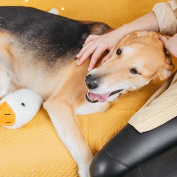 Собаки в добрые руки - Лион - 4