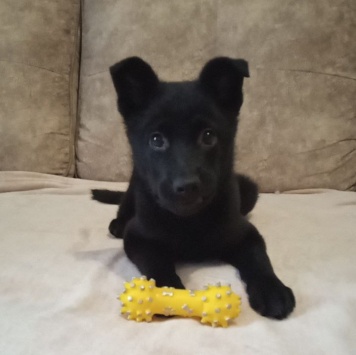 Черри - Собаки в добрые руки