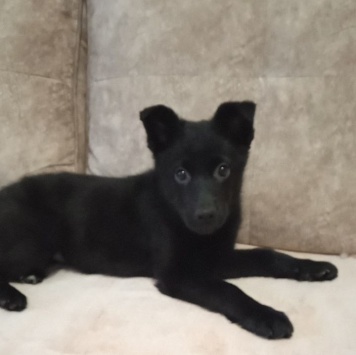 Собаки в добрые руки - Черри - 1