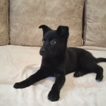 Собаки в добрые руки - Черри - 2