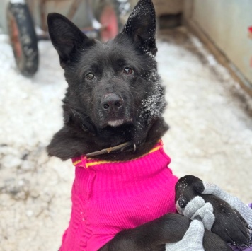 Собаки в добрые руки - Графиня - 1