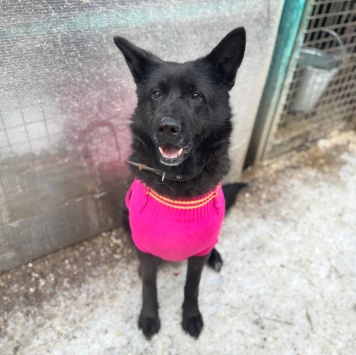 Собаки в добрые руки - Графиня - 2